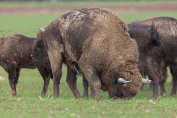European bison - Bison bonasus in the Knyszyn Forest (Poland) © szczepank