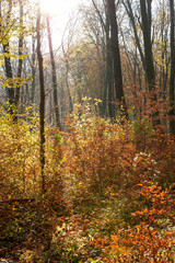 autumn in the forest