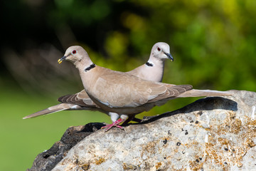 Fototapeta premium Eurasian Collared-Dove