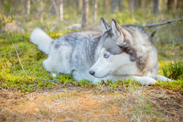 Young Happy Husky Eskimo Dog Sitting On Trunk Of A Fallen Tree. Summer Autumn Season.Relaxing Cute white husky dog in the fall forest at sunset