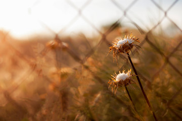 Thistle plant behind a metal wire fence seen with sunset light