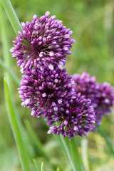 Fototapeta premium Allium rotundum