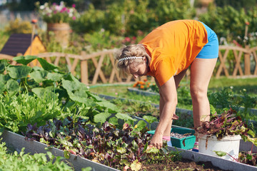 Woman is working on her countryside croft. She is weeding plants and cultivating harvest. © Artem