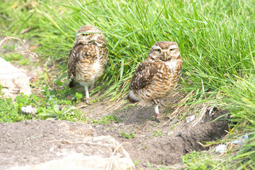 Burrowing owls perched near the nest
