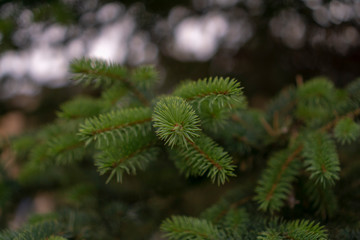 Christmas tree in the forest needles