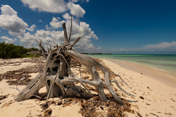 Beach of the Caribbean sea in Mexico with driftwood, shallow water and clouds