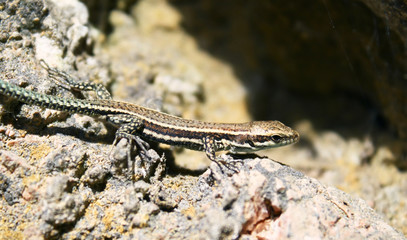 Wall lizard (Podarcis muralis) juvenile macro