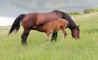 Horse baby feeding from his mother on a green meadow near the lake