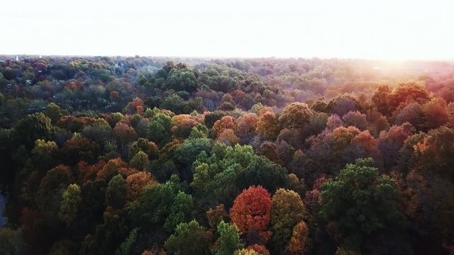 Flying above the stunning colorful treetops in Louisville with leaves turning colors on sunny morning. Beautiful autumn trees in yellow, orange and red forest on sunny autumn day. Fall foliage in city