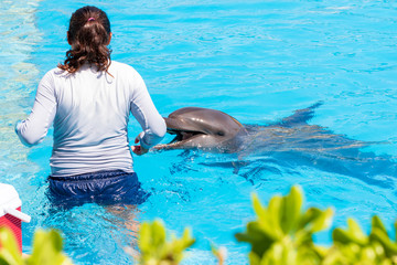 Dolphin and his guardian, a young woman in the pool