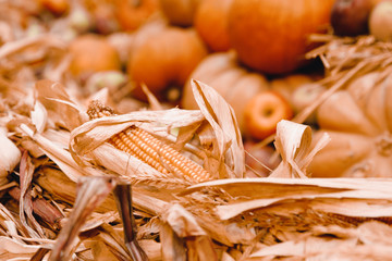 Autumn harvest of yellow corn, in warehouses lies dried.