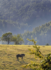 Horse staying in the afternoon light on Magura hill