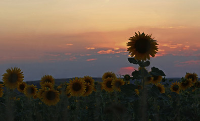 Sunset behind sunflower