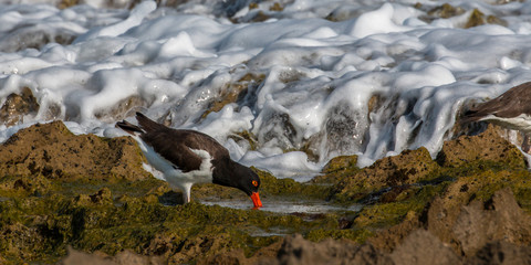 Oystercatcher Oyster Catcher