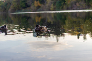 2 ducks swimming in calm waters on a fall day.