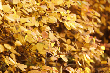 autumn leaves background. tree branch with leaves