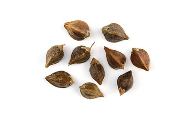 Sprouting (in Hull) Buckwheat Seed Macro. Top-Down View. Isolated on White Background.