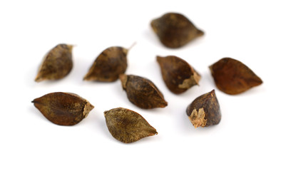 Sprouting (in Hull) Buckwheat Seed Macro. Isolated on White Background.