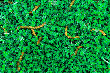 Obraz na płótnie Canvas Top view of a lawn of thyme leaves. Green background