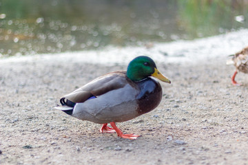 Close up of a green headed mallard duck on a cool fall day.
