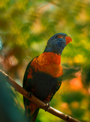 Colorful carrot in the jungle with blurry background.  Hawaiian bird, lorikeet portrait.