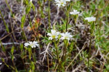 spring flowers in the wild