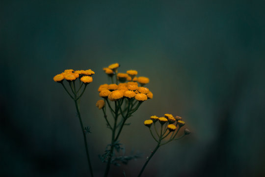 A Few Yellow Flower On Dark Green Blurry Background. Nature Concept.