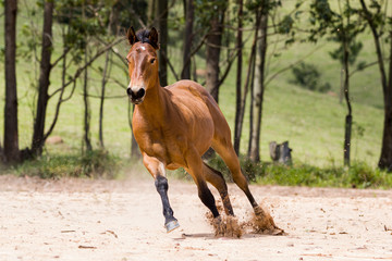 Potro - cavalo quarto de milha
