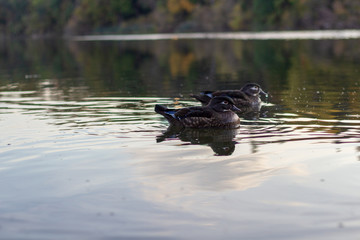 2 ducks swimming in calm waters on a fall day.