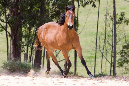 Vista à Frente De Um Cavalo Marrom Numa Exploração De Cavalos Imagem de  Stock - Imagem de esporte, animal: 244503599