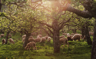 Sheep grazing in the orchard © MEDIAIMAG
