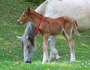 Naklejka na ściany i meble Mother and baby horse (mare and foal) grazing on the meadow