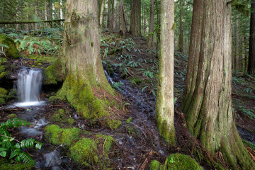 Small stream Mt. Rainier National Park, WA, USA. 