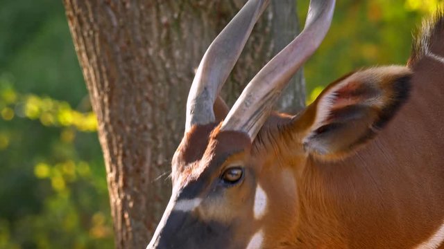 Eastern mountain bongo (Tragelaphus euryerus isaaci) chewing