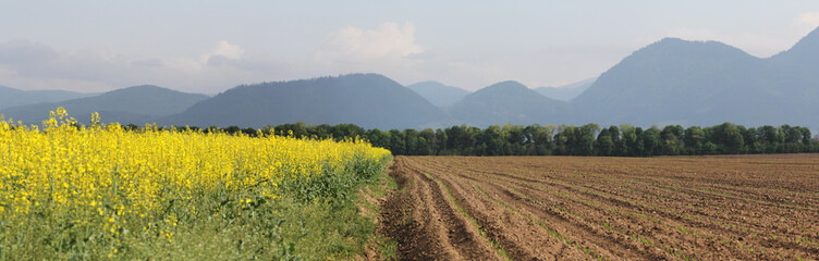 Golden field of rape yellow flowers near the fresh plowed ground