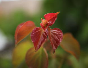Red fresh leaves