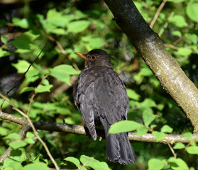 blackbird on tree, on a sunny branch