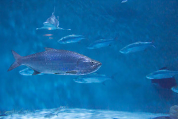 Large Ocean Fish