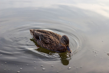 A single duck swimming in calm clear waters.