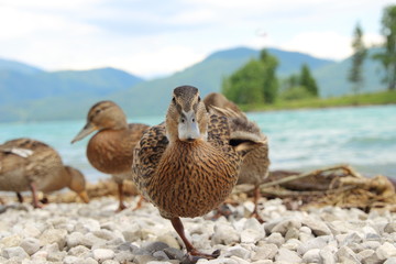 Ente am Eibsee