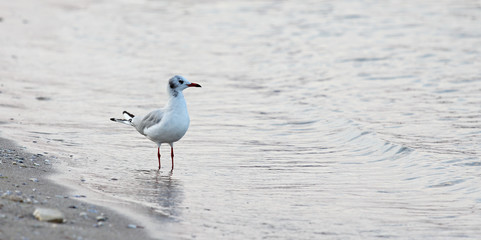 Lonely seagull on the beach