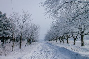 trees in snow