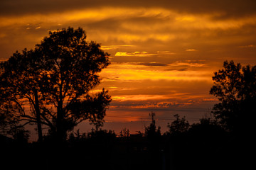 Black silhouettes of trees against a beautiful orange sky with a sunset. Evening sky and silhouettes