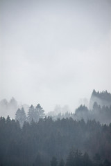 Coniferous forest densely covered with fog, vertical view