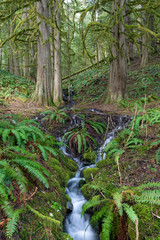 Small stream Mt. Rainier National Park, WA, USA. 