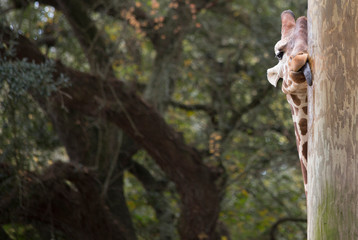 Head and neck of a giraffe hiding licking a pole
