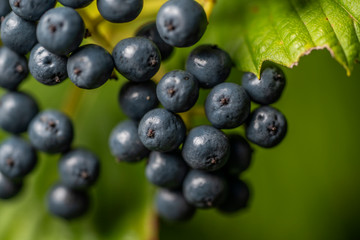 Tiny Blue Berries