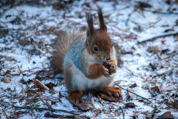 Naklejka na ściany i meble winter forest. squirrel eats nuts