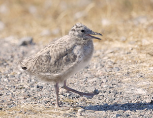 Closeup of a cute Seagull chick bird walking on pebbles (latin: Laridae)
