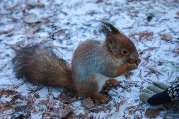 Naklejka na ściany i meble winter forest. squirrel eats nuts